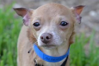 Chihuahua Dogs for adoption in West Palm Beach, FL, USA