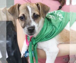 Mutt Dogs for adoption in Washington, DC, USA