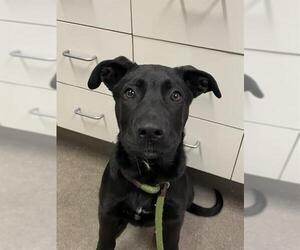 Labrador Retriever Dogs for adoption in HESPERIA, CA, USA