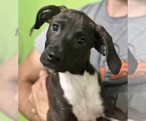 Mutt Dogs for adoption in Elmsford, NY, USA