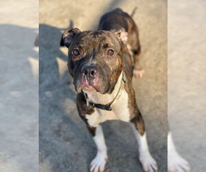 American Pit Bull Terrier Dogs for adoption in Virginia Beach, VA, USA