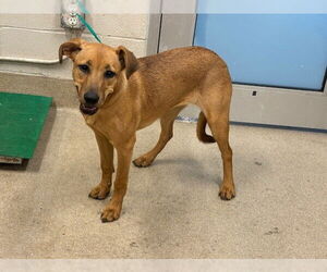 Shepradors Dogs for adoption in Grand Prairie, TX, USA
