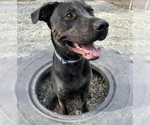Rottweiler-Unknown Mix Dogs for adoption in Anchorage, AK, USA