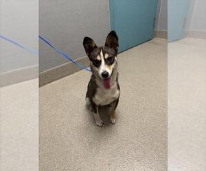Miniature Pinscher-Unknown Mix Dogs for adoption in Las Vegas, NV, USA