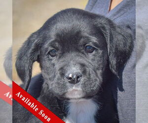 Mutt Dogs for adoption in Huntley, IL, USA
