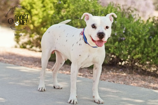 Bulloxer Dogs for adoption in Fountain Hills, AZ, USA