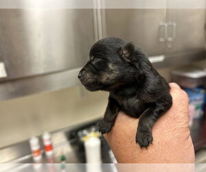Poodle (Miniature)-Unknown Mix Dogs for adoption in Martinez, CA, USA