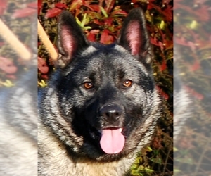 Norwegian Elkhound Dogs for adoption in Chesapeake City, MD, USA