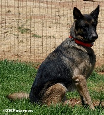 Medium Photo #1 German Shepherd Dog Puppy For Sale in Scottsdale, AZ, USA