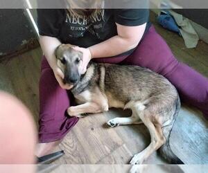 German Shepherd Dog-Unknown Mix Dogs for adoption in San Antonio, TX, USA