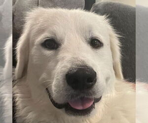 Great Pyrenees Dogs for adoption in Dallas, TX, USA
