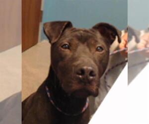 Labrador Retriever-Unknown Mix Dogs for adoption in Houston, TX, USA