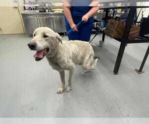 Great Pyrenees-Unknown Mix Dogs for adoption in Waco, TX, USA
