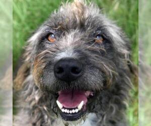 Irish Wolfhound Dogs for adoption in Austin, TX, USA