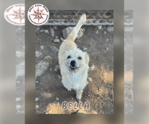 Mutt Dogs for adoption in Princeton, British Columbia, Canada