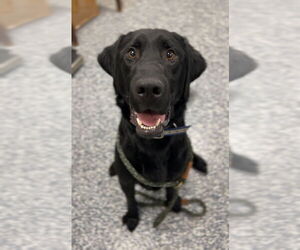 Mutt Dogs for adoption in Bemidji, MN, USA