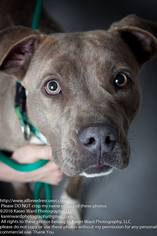 Medium Photo #1 American Pit Bull Terrier Puppy For Sale in Williston, VT, USA