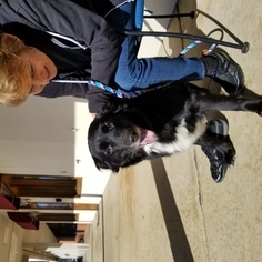 Border Collie Dogs for adoption in Thomasville, NC, USA