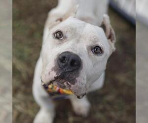 Bulldog-Unknown Mix Dogs for adoption in San Antonio, TX, USA