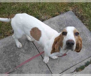Basset Hound Dogs for adoption in Houston, TX, USA