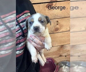 Mutt Dogs for adoption in Mooresville, NC, USA