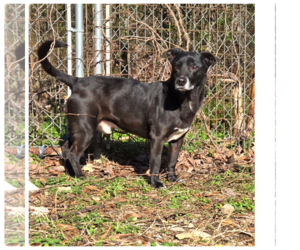 Mutt Dogs for adoption in Crandall, GA, USA