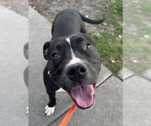 American Pit Bull Terrier Dogs for adoption in Woodland, CA, USA