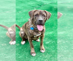 Australian Shepherd Dogs for adoption in Spring Lake, NJ, USA