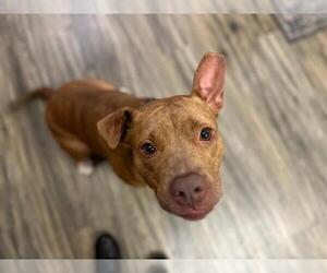 American Pit Bull Terrier-Unknown Mix Dogs for adoption in St. Cloud, FL, USA