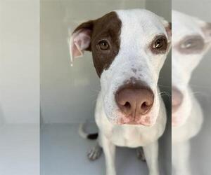 American Pit Bull Terrier-Unknown Mix Dogs for adoption in Houston, TX, USA