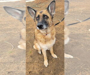 German Shepherd Dog-Unknown Mix Dogs for adoption in Oakhurst, NJ, USA