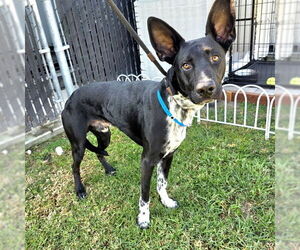 German Shepherd Dog-Unknown Mix Dogs for adoption in Long Beach, CA, USA