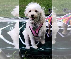 Poodle (Miniature) Dogs for adoption in YARDLEY, PA, USA