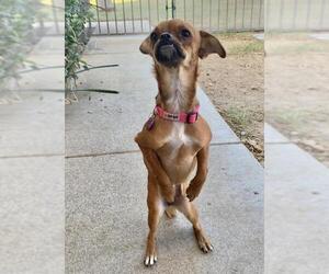 Daug Dogs for adoption in San Bernardino , CA, USA