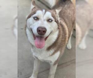 Siberian Husky Dogs for adoption in Woodland, CA, USA