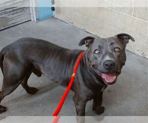 American Pit Bull Terrier Dogs for adoption in Downey, CA, USA