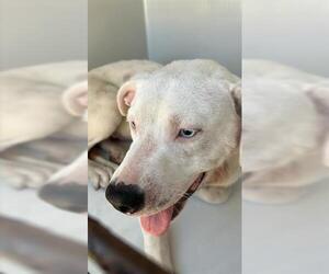 Labrador Retriever-Unknown Mix Dogs for adoption in Houston, TX, USA