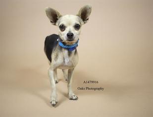 Medium Photo #1 Chihuahua Puppy For Sale in Riverside, CA, USA