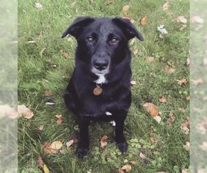 Sheprador Dogs for adoption in Rochester, NY, USA