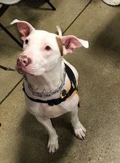 Bulloxer Dogs for adoption in Cincinnati, OH, USA