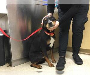 Rottweiler Dogs for adoption in Riverside, CA, USA