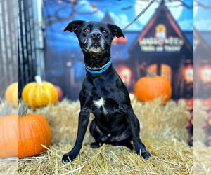 Labrador Retriever-Unknown Mix Dogs for adoption in Long Beach, CA, USA