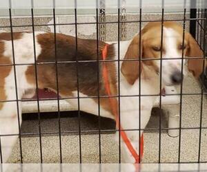 Beagle-Treeing Walker Coonhound Mix Dogs for adoption in Tavares, FL, USA
