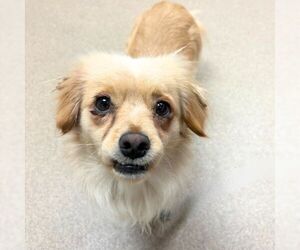 Chihuahua-Unknown Mix Dogs for adoption in Aurora, CO, USA
