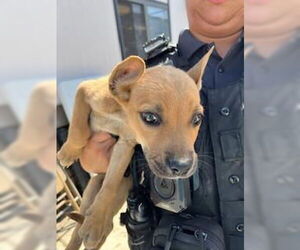 American Pit Bull Terrier-German Shepherd Dog Mix Dogs for adoption in Stockton, CA, USA