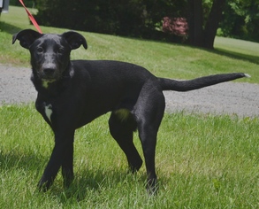 Borador Dogs for adoption in Warrenton, VA, USA