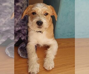 Jack Russell Terrier-Shih Tzu Mix Dogs for adoption in Montello, WI, USA