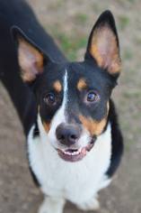 Pembroke Welsh Corgi Dogs for adoption in Cokato, MN, USA
