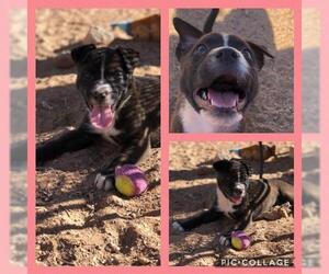 Borador Dogs for adoption in Tucson, AZ, USA