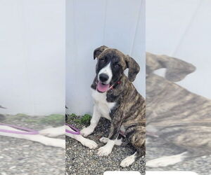 Great Pyrenees-Mastiff Mix Dogs for adoption in Rockaway, NJ, USA